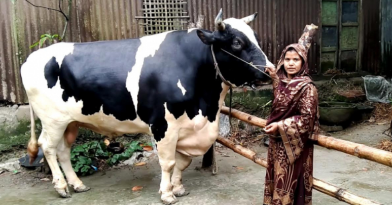 এবারও বিক্রি হয়নি কলেজ ছাত্রীর ৪৫ মণ ওজনের ‘মানিক’